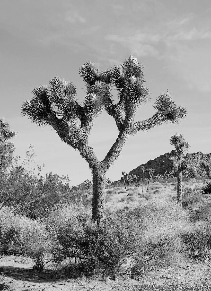 Joshua Tree Image for branding