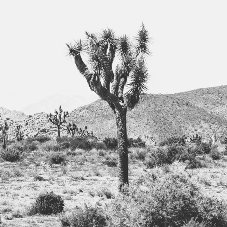 Joshua Tree Image 2 for branding